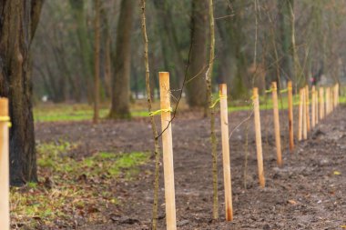 Yeni ekilmiş ağaç fidanları, baharda yerel çevrenin gelişmesi için bir parka tahta kazıklarla sabitlenir..