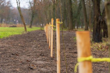 Genç ağaçlar park alanına dikiliyor, yerlerini belirleyen tahta kazıklar var. Toprak yeni döndü ve ağaçlarla çevrili..