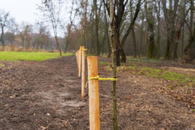 İşçiler, orman manzarasında kış yaklaşırken büyümelerini desteklemek için onları bağlarla güvence altına alarak genç ağaçları bir parkta kazığa oturttular..