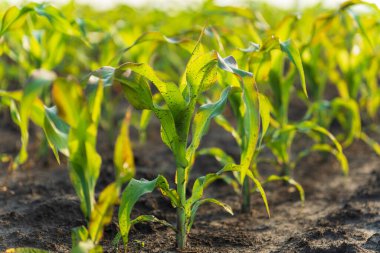 Canlı mısır bitkileri zengin topraktan çıkar, kırsal kesimde sıcak bir yaz sabahının altın güneş ışığının tadını çıkarırlar..