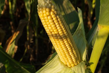 Altın mısır kulağı parlak yeşil yapraklardan çıkar ve kırsal kesimde sıcak bir yaz gününde doğanın cömertliğini gösterir..