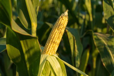 Tek bir mısır tanesi, dingin yeşil yaprakların arkaplanına karşı olgunlaşır. Gün batımında sakin bir tarlada güneşlenir..