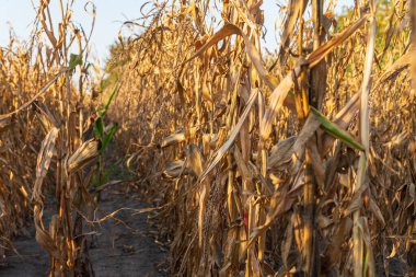 Altın ışık, gün batımında kuru bir mısır tarlasında yıkanır. Kış mevsiminde yaprakların ve sapların dokusunu vurgular..