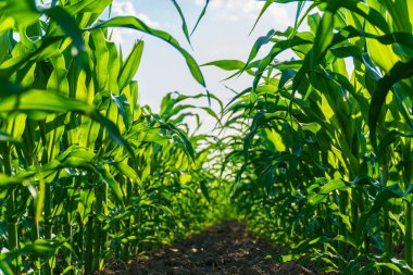 Bereketli yeşil mısır sapları gün ortası güneşinin altında uzun ve canlı duruyor, dingin ve pitoresk bir tarım manzarası yaratıyor..