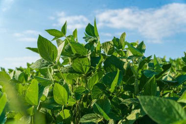 Canlı soya fasulyesi bitkileri yukarı doğru uzanıyor, ılık güneş ışığında güneşleniyor, açık mavi bir gökyüzü ve yumuşak bulutlarla çevrili..