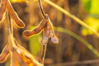 Güneş ışığı, tohumlarla dolu altın kapsülleri aydınlatarak, soya fasulyesi bitkilerinin arasından süzülür, dingin bir hasat akşamının özünü yakalar..