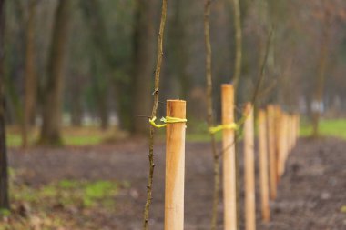 Fidanlar tahta kazıklarla kazıklanıyor. Bu da baharın başlarında huzurlu yeşil bir alanda büyümek için planlanan alanı gösteriyor..