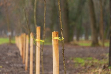 Tahta kazıklar fidanları düzgün bir çizgide taşır, yemyeşil ve yumuşak toprakla çevrili, doğada besleyici bir atmosfer yaratır..