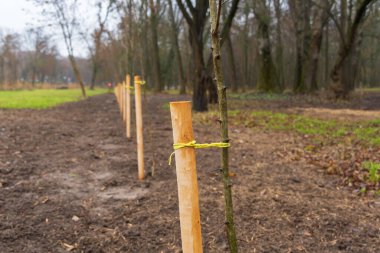 İşçiler, genç fidanları tahta kazıklara bağlayarak, doğanın ekosistemini geliştirerek, ormanın yeni ağaçlar için bir bölümünü hazırlıyorlar..
