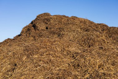 Bir yığın taze saman gübresi mavi gökyüzünün altında duruyor kırsal kesimdeki bir çiftlikte sakin bir sabahta uzun gölgeler bırakıyor..