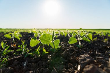 Genç soya fideleri, sakin bir çiftlikte verimli topraklarda yetişen canlı yeşil yaprakları gösteren şafağın sıcacık güneşinde güneşlenirler..
