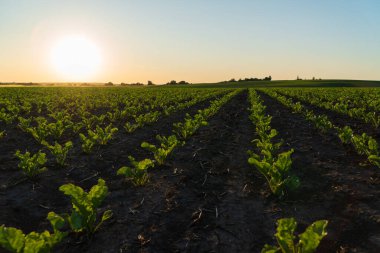 Canlı şeker pancarları güneş batarken ekili bir tarlada gelişerek, pitoresk bir tarım manzarası yaratıyor..
