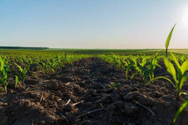 Genç mısır bitkileri verimli topraklardan gökyüzüne ulaşarak güneş ışığıyla yıkanan geniş kırsal bir alana ulaşırlar. Bu da büyümenin ve bolluğun habercisidir..