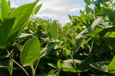 Soya çekirdekleri kırsal bir alanda gelişir ve bereketli bir hasat için hazırlanırken güneşin altında güneşlenirler..