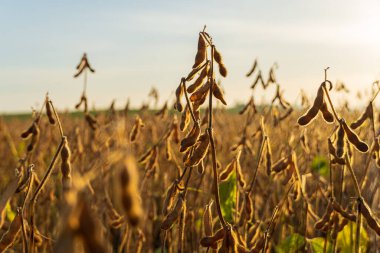 Güneş batarken soya çekirdekleri kırsal bir alanda dimdik ayakta duruyor. Akşam ışığında hasat için hazır olgunlaşmış ürünleri aydınlatıyor..