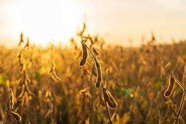 Soya fasulyesi bitkileri gün sona ererken güneşte dimdik ayakta duruyor. Tarımın güzelliğini ve doğanın cömertliğini sergiliyorlar..