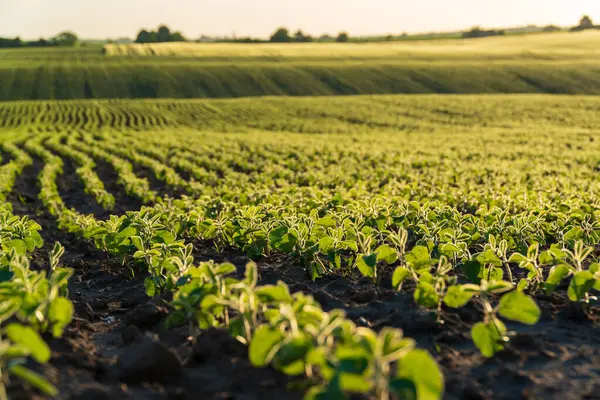 Soya fasulyesi bir tarlada canlı bir şekilde filizlenir, şafak vakti güneşin altında güneşlenerek verimli topraklarda sağlıklı bir büyüme gösterir..