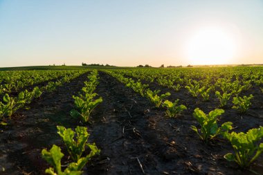 Bereketli şeker pancar sıraları güneş doğarken tarım arazisi boyunca uzanıyor, canlı yeşil yaprakları aydınlatıyor rüzgarda hafifçe salınıyor..