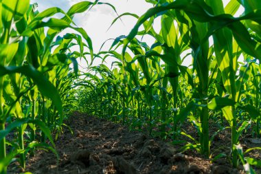 Genç mısır bitkileri, huzurlu bir kırsal alandaki zengin topraktan, sıcak güneş ışığında gökyüzüne doğru uzanıyorlar..