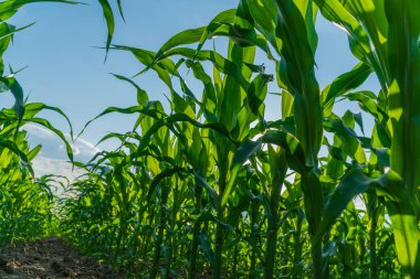 Kırsal bir tarımda genç mısır filizleri uzuyor mevsim ilerledikçe açık bir günde güneş ışığını emiyorlar..