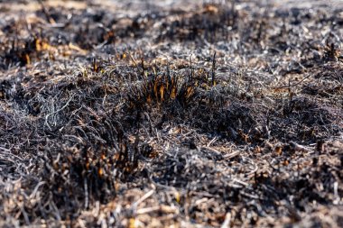Yanan çimenler, yangından sonra bölgeyi kaplayarak ardında yıkım ve duman bıraktı..