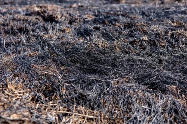 Alevler otları yakıp kül ve dumanla dolu kavrulmuş bir araziyi geride bırakarak orman yangınlarının tehlikesini vurguluyor..