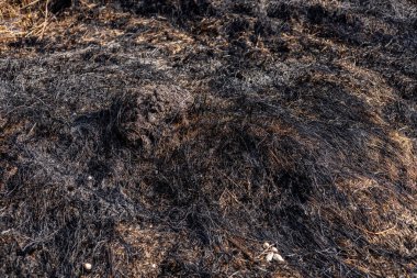 Yanmış otlar ve arazi yangının yol açtığı yıkımı gösteriyor, doğanın orman yangınlarına karşı hassasiyetini vurguluyor..