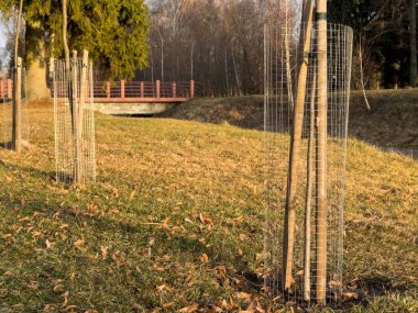 Genç fidanların etrafı onları korumak için tel kafeslerle çevrili. Bu arada öğleden sonra parkta yeni bir büyüme meydana geliyor..