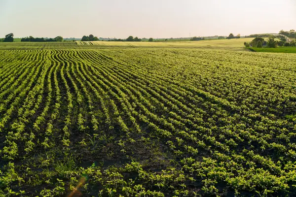 Olgun soya fasulyeleri yaz güneşinin altında geniş tarım alanlarında hasada hazır bir şekilde bol miktarda yetişir..