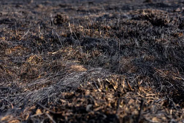 Yanmış otlaklar, bu kurak arazide doğaya olan tehlike ve yıkımın göstergesi olarak yangının yol açtığı yıkım kalıntıları sergiliyor..
