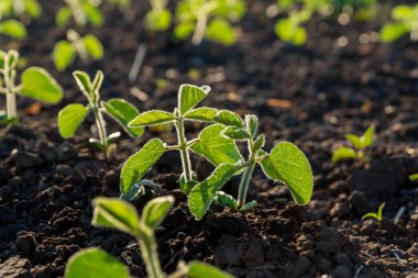 Soya fasulyesi, verimli bir tarlada hasat için hazır sağlıklı yeşil yapraklar ve kozalar sergileyerek ılık güneş ışığında gelişir.