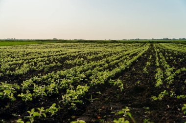 Sıralar halinde sağlıklı soya bitkileri tarlada gelişerek parlak güneş ışığı altında başarılı bir hasat mevsiminin sinyallerini veriyor..