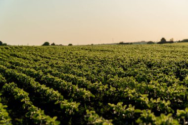 Canlı yeşil fasulye bitkileri..