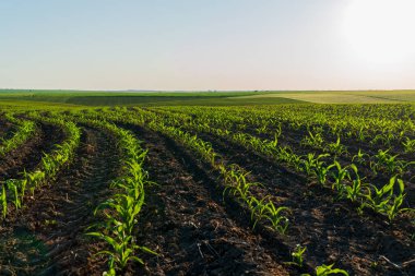 Genç mısır bitkileri, güneş ışığı ve kırsal alanda zengin topraklarla beslenen verimli bir tarlada düzenli olarak büyürler..