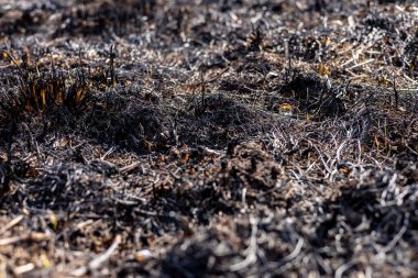 Otlaklar ateş yüzünden harap olmuş, kömürleşmiş toprak ve sürekli dumandan oluşan bir manzara sergiliyor, orman yangınlarının tehlikesini vurguluyor..