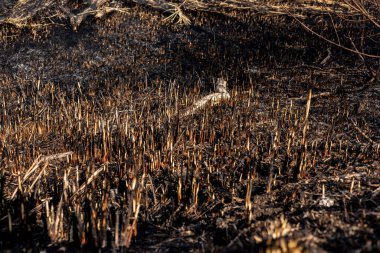 Yanmış otlar, alevlerin toprağı harap ettiği ve havada sadece yanmış kalıntılar ve duman bıraktığı yıkıcı bir manzarayı gözler önüne seriyor..