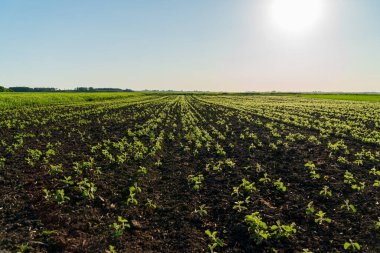 Genç bitkiler, açık bir öğleden sonra gökyüzü boyunca güneş ışığıyla yıkanan geniş bir tarla boyunca sırayla büyür..