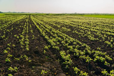 Genç bitkiler, sabahın erken saatlerinde güneşle aydınlanan ve verimli bir hasat vaat eden geniş bir tarla boyunca siyah topraklarda büyür..