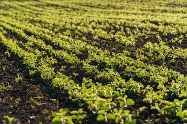 Yeni yeşil fidanlar bereketli topraklarda düzenli sıralanır, kırsal kesimde ilkbahar ekiminin taze başlangıcını yansıtır..
