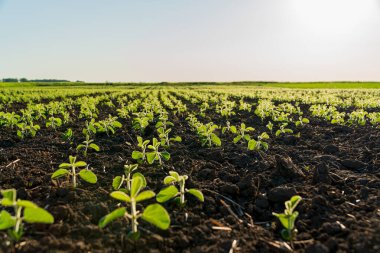 Canlı, taze soya fasulyesi tarlaları boyunca uzanır, güneşli bir günde güneşlenirler..