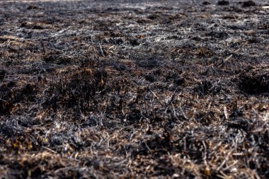 Kül kaplı zemin, kırsal alanda gündüz saatlerinde çıkan önemli bir yangının ardından bitki örtüsü kalıntılarını ortaya çıkarıyor..