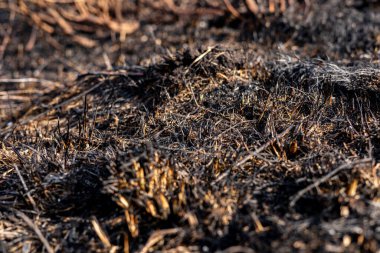 Yakın zamanda çıkan orman yangınının yol açtığı kömürleşmiş toprak ve külleri ortaya çıkararak, önlerindeki iyileşme sorunlarını vurguluyor..