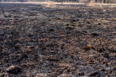 Kömürleşmiş bitki kalıntıları, gün ortasında kırsal bir alanda çıkan yangının sonuçlarını gözler önüne seriyor..