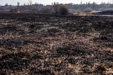 Yanmış topraklar, kıraç ve kararmış arazide yeniden büyümek için çabalayan seyrek bitki örtüsü ile son zamanlardaki orman yangınından kaynaklanan yıkımı gözler önüne seriyor..