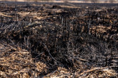 Kömürleşmiş toprak, kırsal bir bölgeyi kasıp kavuran yeni bir büyüme ile kararmış kalıntıları gösteren bir orman yangınından sonra hâlâ duruyor..