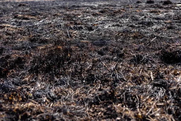Kül kaplı zemin, kırsal alanda gündüz saatlerinde çıkan önemli bir yangının ardından bitki örtüsü kalıntılarını ortaya çıkarıyor..