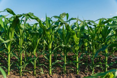Uzun mısır bitkileri sıra sıra büyür, parlak mavi gökyüzüne doğru uzanır, güneşli havalarda tarımın ve büyümenin güzelliğini gösterir..