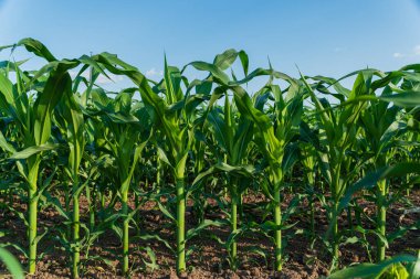 Mısır bitkileri, sıcak bir yaz gününde, zengin toprak ve parlak güneş ışığıyla kırsal bir alanda uzun ve sağlıklı büyürler..