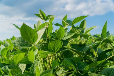 Bereketli soya fasulyesi bitkileri güneş ışığıyla güneşlenir, kırsal bir arazide dağınık bulutlarla açık mavi bir gökyüzüne doğru uzanırlar..