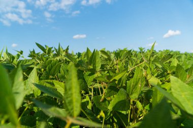 Canlı yeşil soya çekirdekleri, kabarık bulutlarla dolu parlak mavi bir gökyüzünün altında ufka doğru uzanır..
